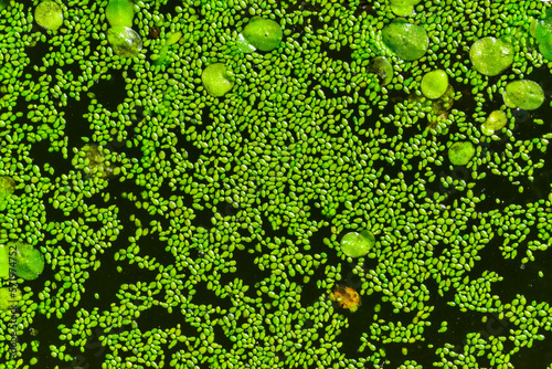 Tableau sur toile Spotless watermeal, rootless duckweed (Wolffia arrhiza) and duckweed (Lemna turi