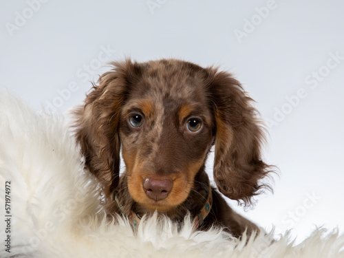 Obraz na płótnie 13 weeks old puppy dachshund dog posing in studio with white background, isolated on white. Adorable puppy. w salonie