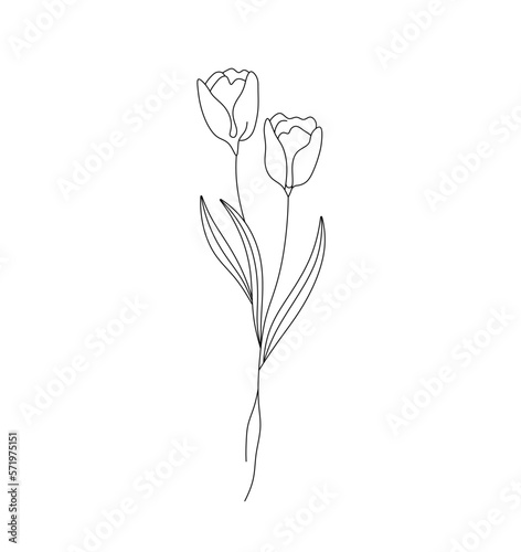 Vector isolated two pair tulips flowers with leaves colorless black and white contour line easy drawing