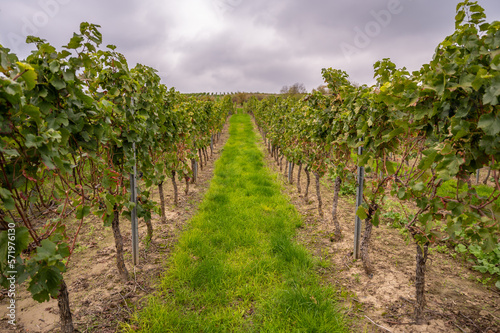 Vine plants in a row on a vineyard after harvest in september, view from valley, cloudy day