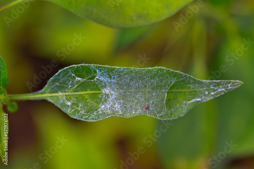 Agriculture pests, spider mite web on pepper leaf in greenhouse photo