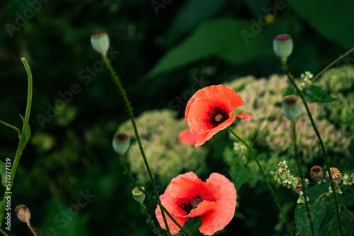 Obraz na płótnie Red poppy flowers in the garden w salonie