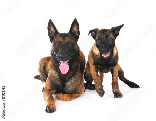 two malinois in studio