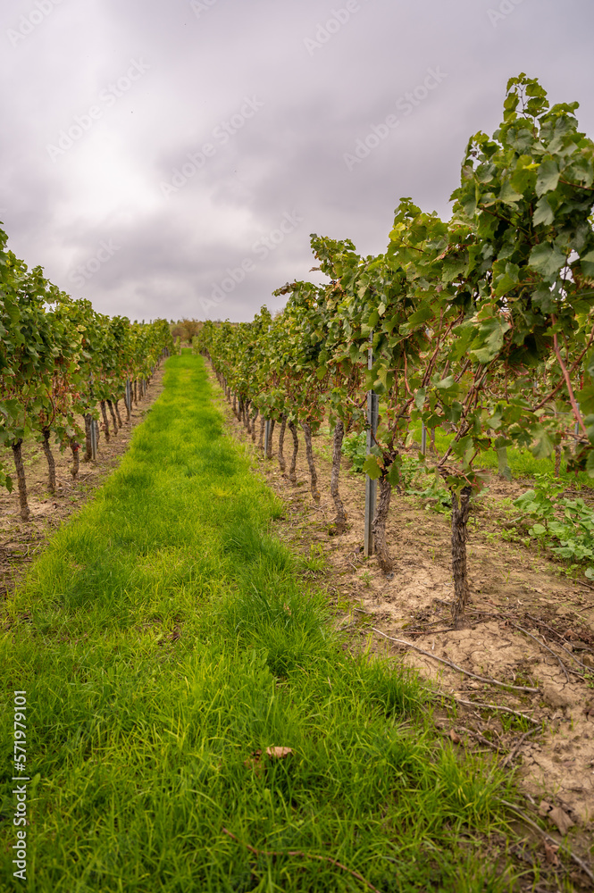Vine plants in a row on a vineyard after harvest in september, view from valley, cloudy day