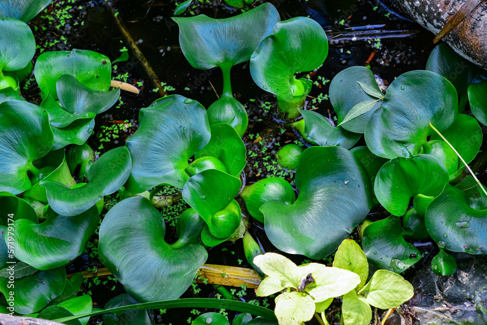 Pontederia crassipes (Eichhornia crassipes), known as common water