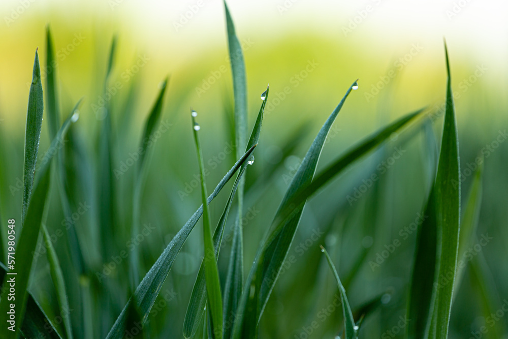 Fototapeta premium Krople rosy na trawie