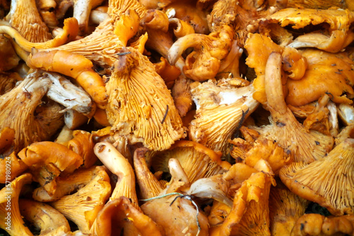 Stack of golden chanterelle on a market stall