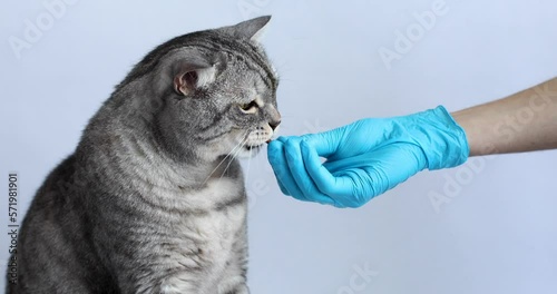 A medical worker in blue gloves at a veterinary clinic gives a Scottish cat a treat