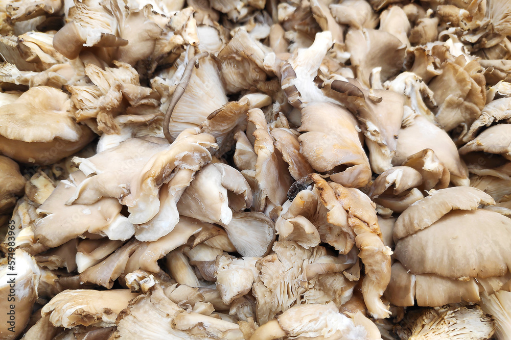 Stack of Pleurotus on a merchant's stall Stack of Pleurotus on a merchant's stall