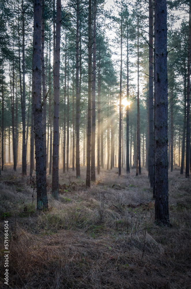 Swedish winter sunrise in the forest
