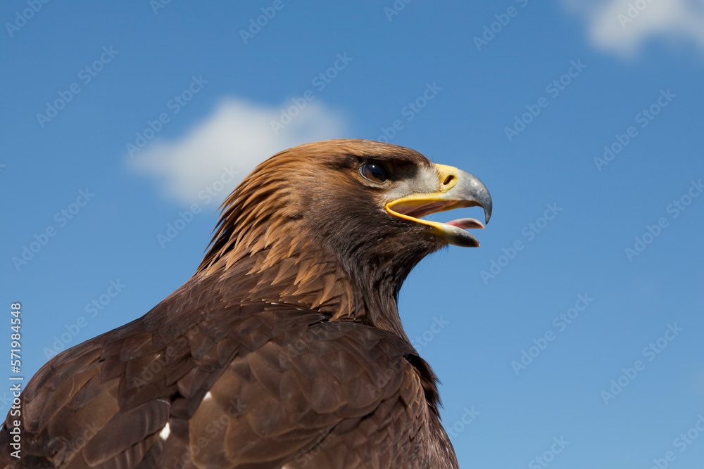 Obraz premium Portrait of a Steppe eagle
