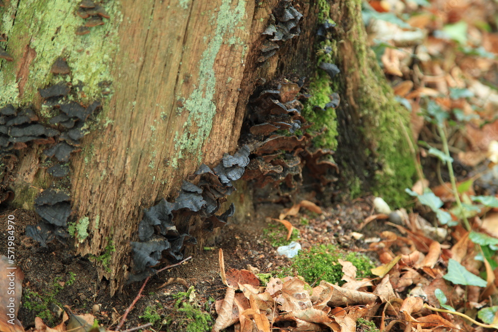 Ischnoderma benzoinum growing on a tree trunk. Ischnoderma benzoinum growing on a tree trunk.