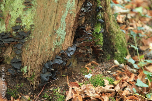 Ischnoderma benzoinum growing on a tree trunk.