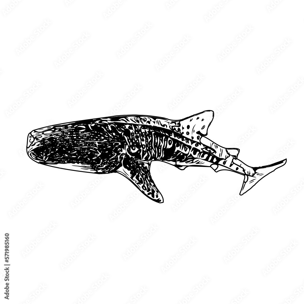 Fototapeta premium Black and white sketch of a shark with transparent background
