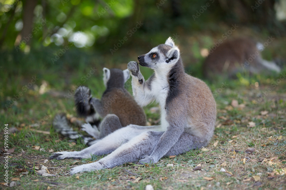 Group of Ring tailed lemurs