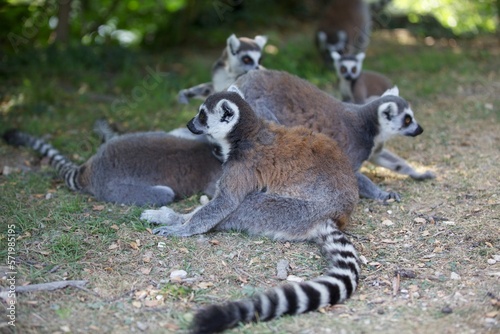 Group of Ring tailed lemurs