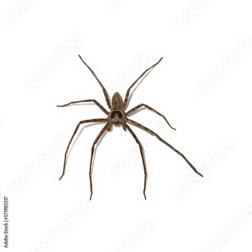 Huntsman Spider isolated on a white background © BreizhAtao