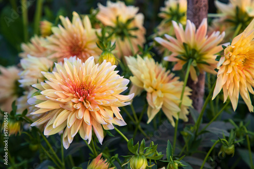 Beautiful  Blooming  Colorful  Dahlia Flower in the Garden Tree