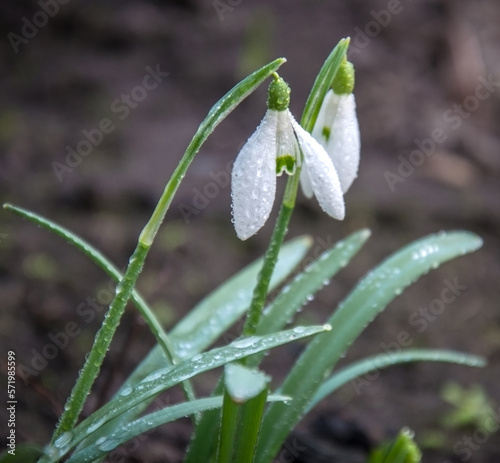 Snowdrop - a perennial bulbous plant. The name of the genus comes from the Greek words meaning "milk flower".