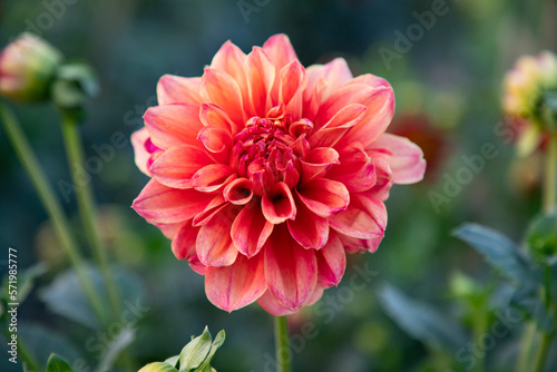 Beautiful  Blooming  Colorful  Dahlia Flower in the Garden Tree