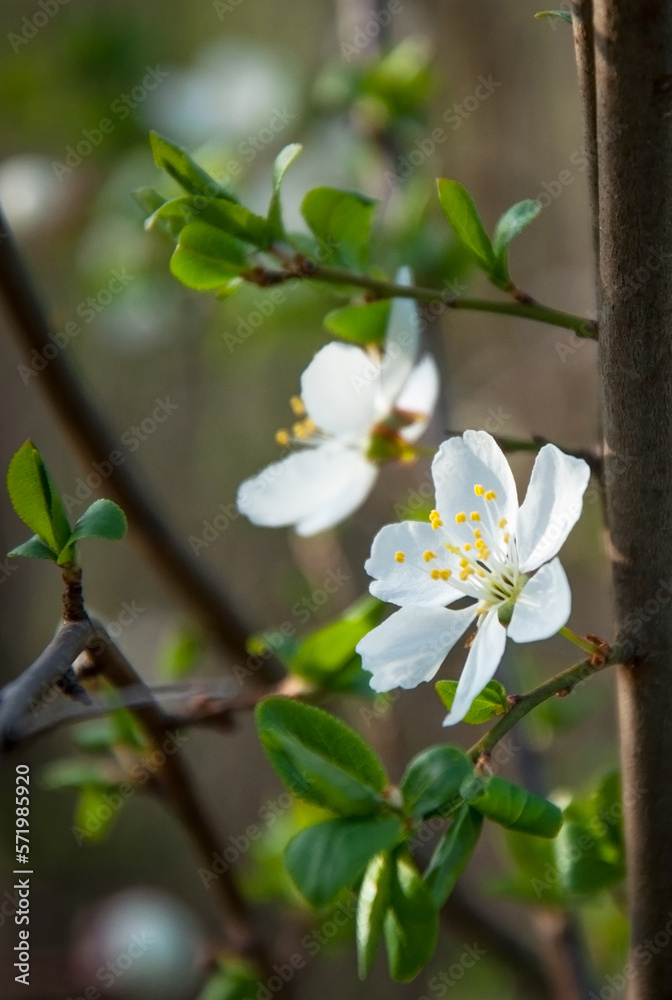 Obraz premium Abundant cherry blossoms in spring.