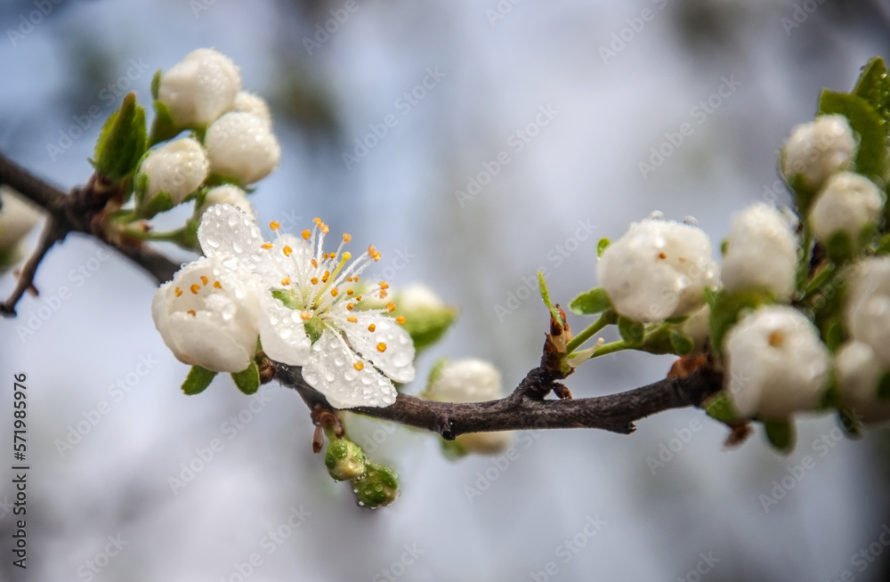 Home or ordinary plum - a fruit plant of the genus plum subfamily almond family pink Home or ordinary plum - a fruit plant of the genus plum subfamily almond family pink