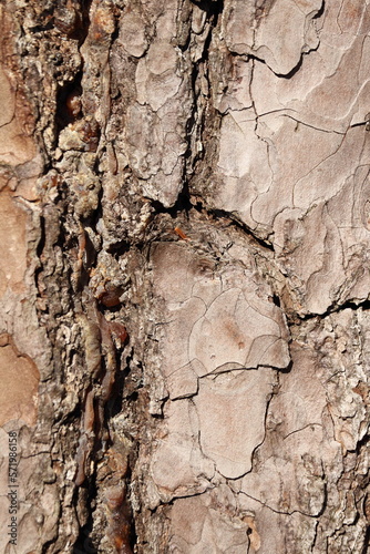 Beech tree bark in closeup