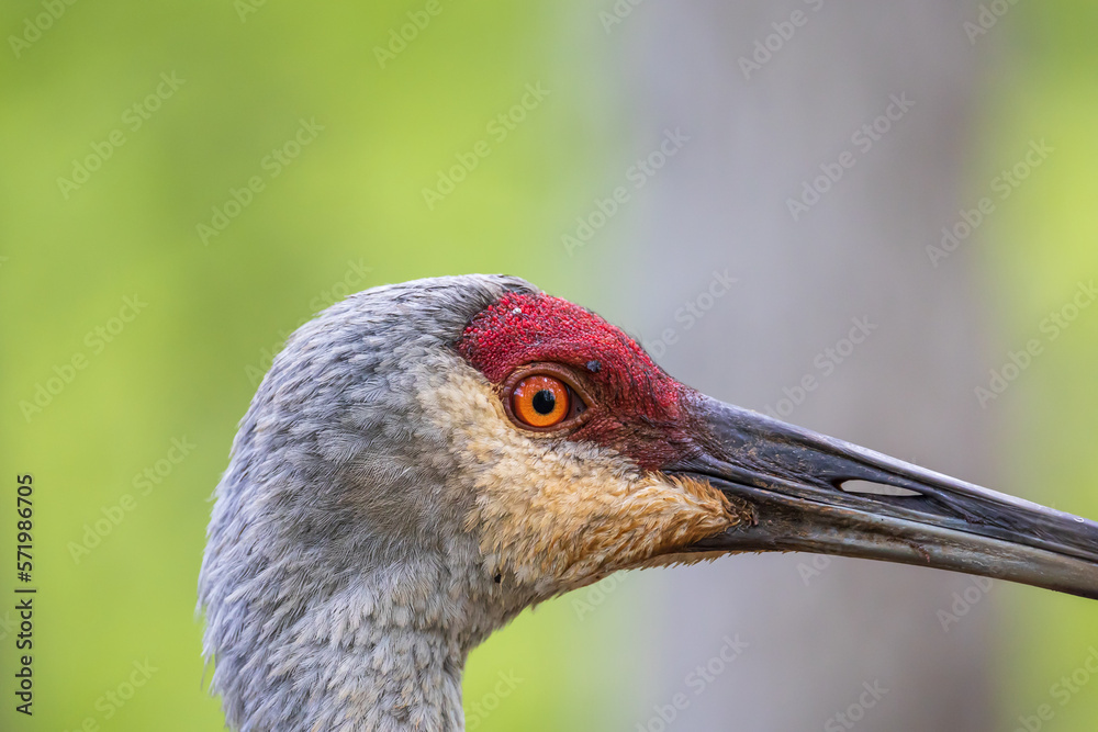 Close up portrait of sandhill crane