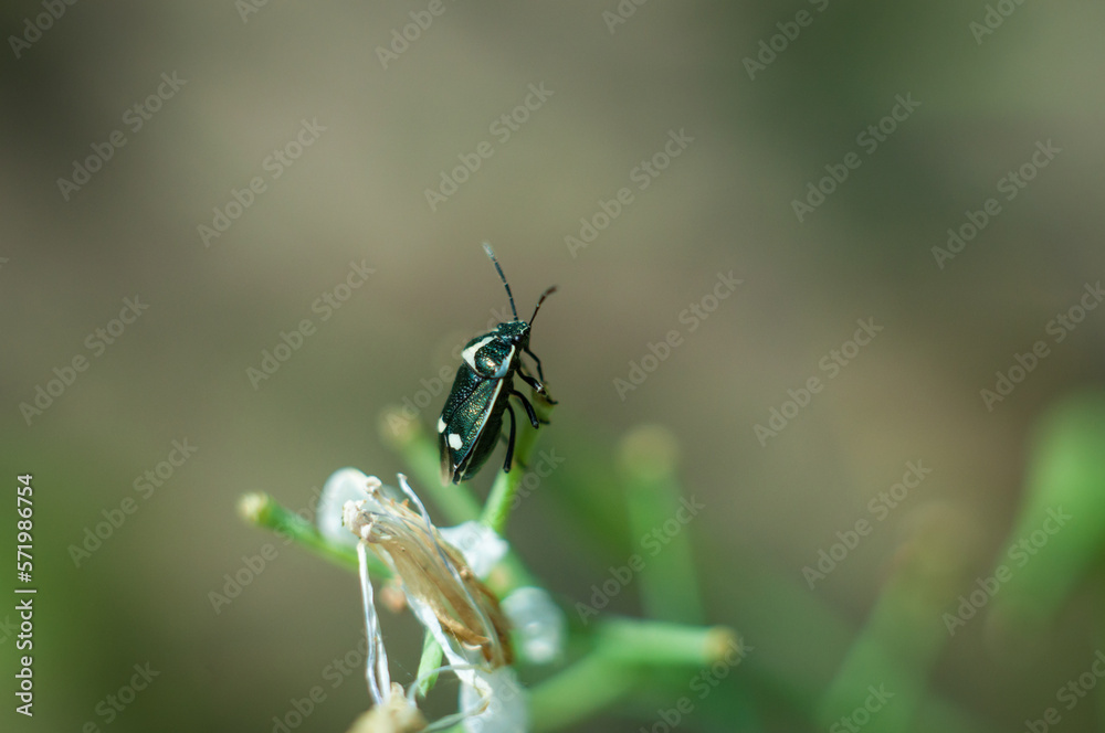 Heteroptera is a series of insects of the order Semi-hardy. Heteroptera is a series of insects of the order Semi-hardy.