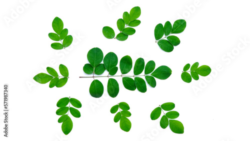 the moringa tree leaves background. daun kelor. Moringa leaves isolated on white background. Healthy product, superfood, vitamin. Top view. daun kelor. kelor