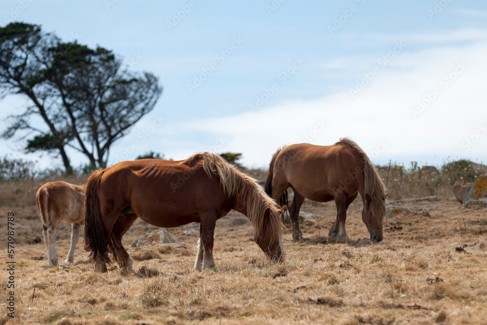 Postier Bretons grazing in a pasture by the sea Postier Bretons grazing in a pasture by the sea