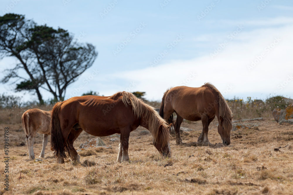 Postier Bretons grazing in a pasture by the sea