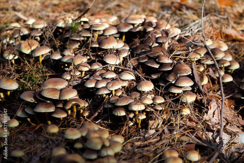 There is a cluster of wild mushrooms in the forest