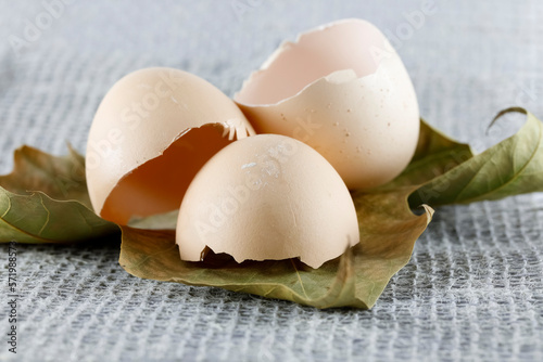 Three halves of egg shells