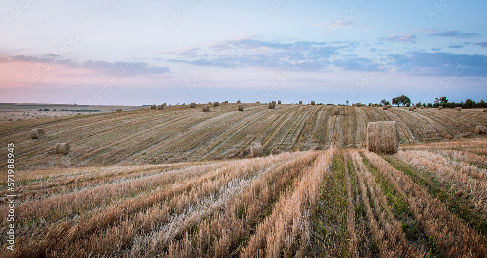 On an early autumn evening, bales of straw are waiting to be picked up from the field.