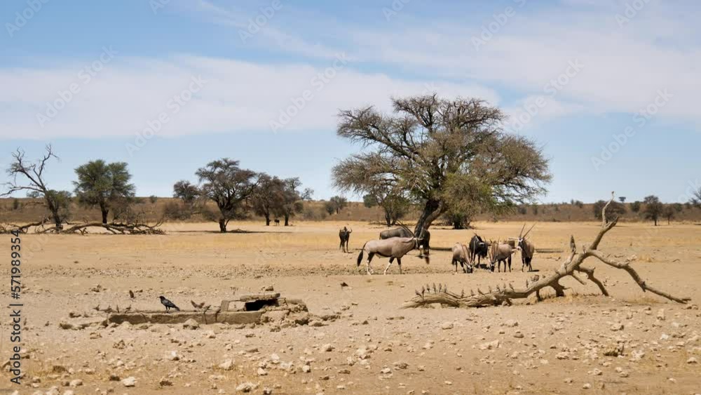 wide shot of kgalagadi waterhole. Crow catches a namaqua dove, gemsbok and wildebeest roam in background. wide shot of kgalagadi waterhole. Crow catches a namaqua dove, gemsbok and wildebeest roam in background.