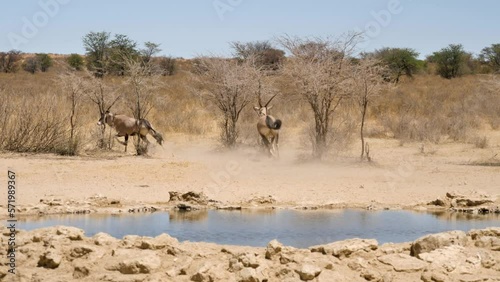 two gemsboks quickly run away from a water hole near the nossob region of south africa photo