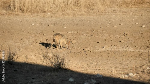 a black-backed jackal foraging for leftovers during sunset in South Africal. close up shot photo
