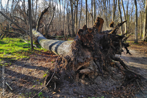 Uprooted tree after a storm photo