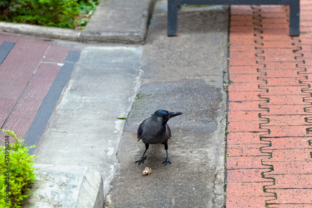 Obraz premium House crow on the pavement