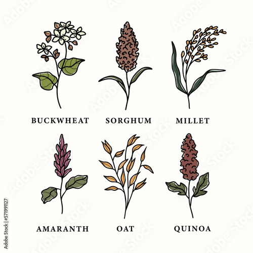 Collection of line art grains and cereals	
