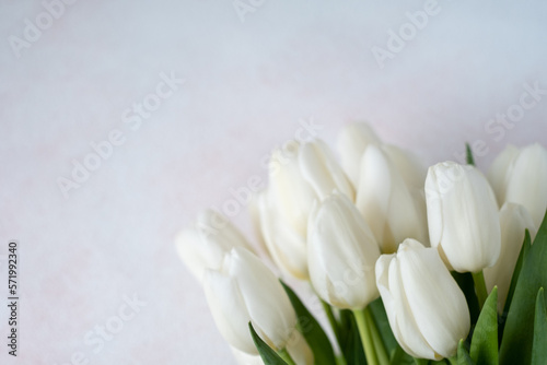 white tulips on a light background, space under the text. Spring flowers