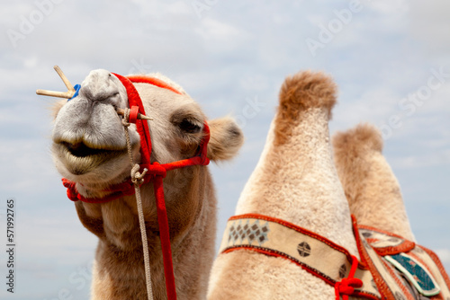 Portrait of Bactrian camel in the Mini Gobi