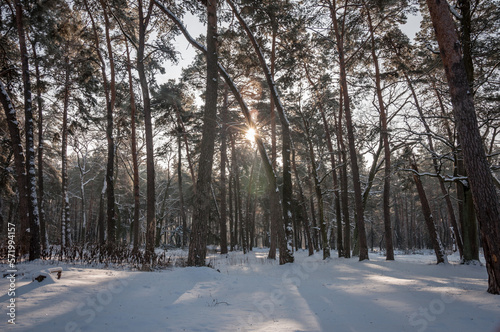 The beautiful forest belongs to the Kozlin forestry in Ukraine.