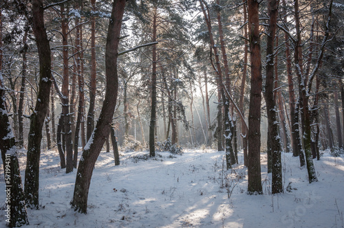The beautiful forest belongs to the Kozlin forestry in Ukraine. © Галина Нечипорук