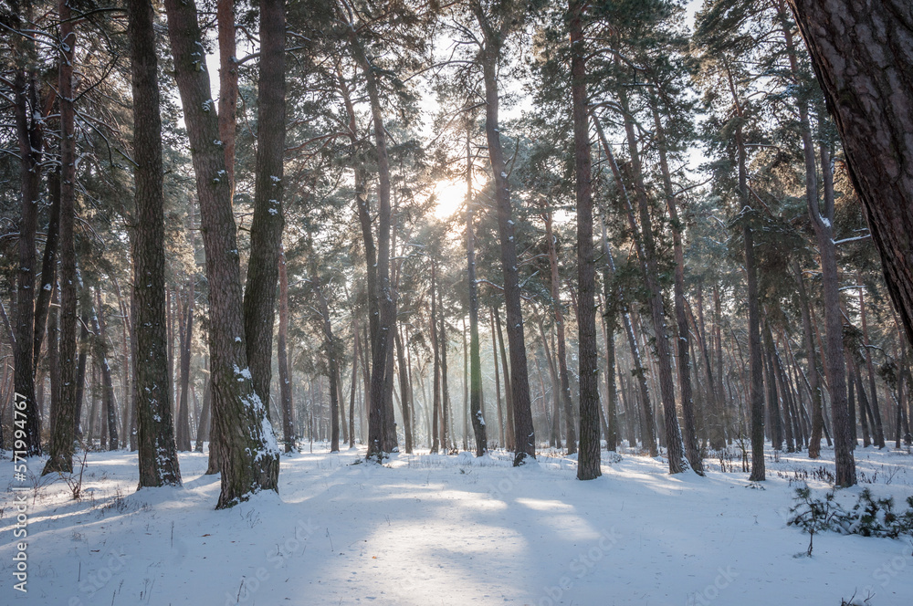 The beautiful forest belongs to the Kozlin forestry in Ukraine. The beautiful forest belongs to the Kozlin forestry in Ukraine.