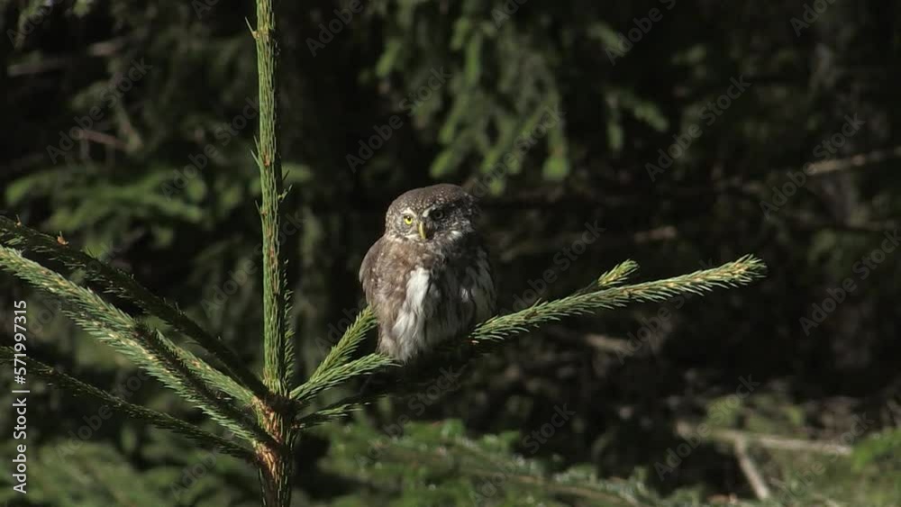 Dwarf owl civetta nana (Glaucidium passerinum) Dwarf owl civetta nana (Glaucidium passerinum)