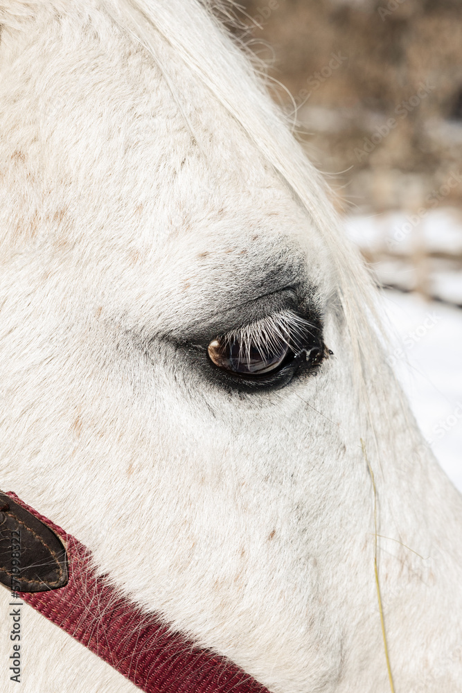 Fototapeta premium Oeil de cheval