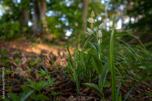 Rare white flowering orchid Cephalanthera damasonium, the white helleborine with a green background in a deciduous forest in Slovakia