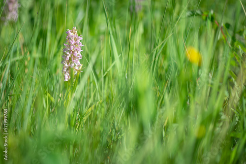 Rare pink and purple blooming Orchis orchid plant on waterlogged meadow with green background in Slovakia's Abrod nature reserve